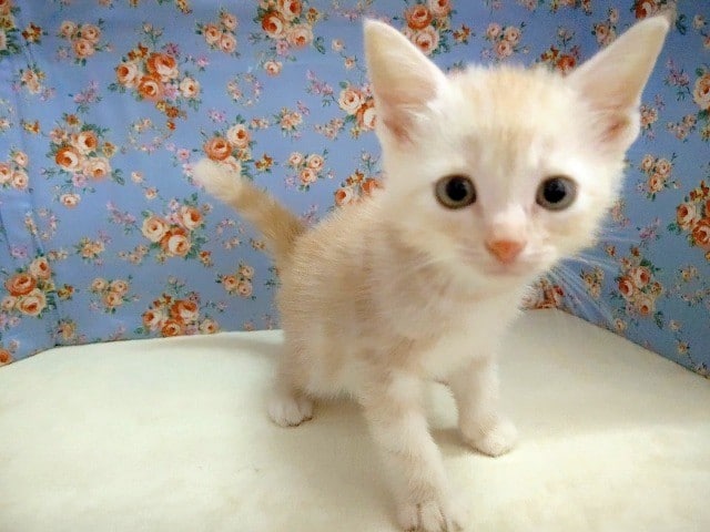 アメリカンショートヘア 男の子♪