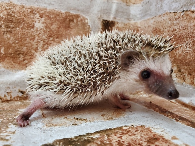 ウニ!?ちくちくハリネズミだよ☆