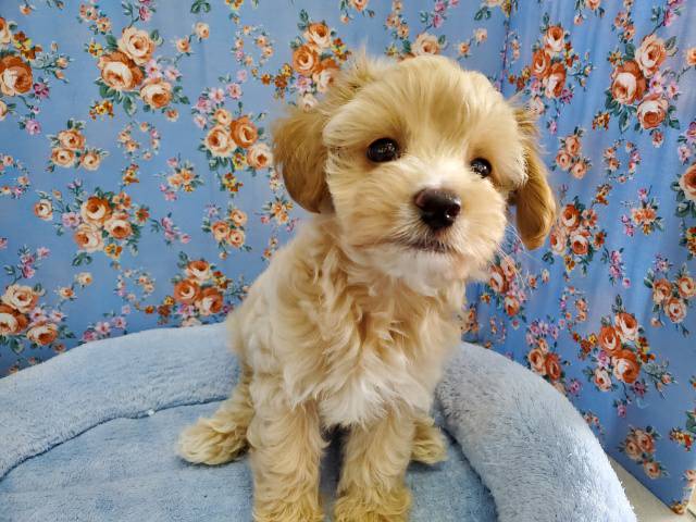 かまってくんの激かわMIX犬〜！！人気のマルプー♡