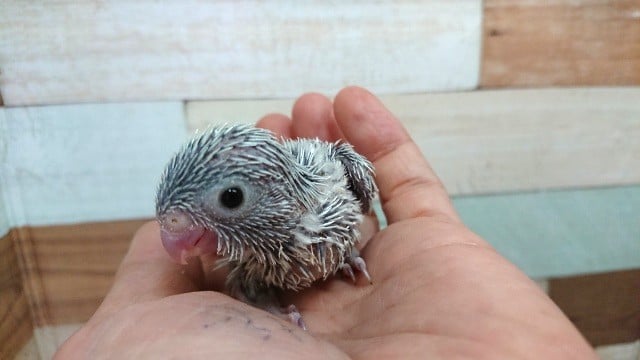 久しぶりにきました！マメルリハインコ（アメリカンホワイト）～～