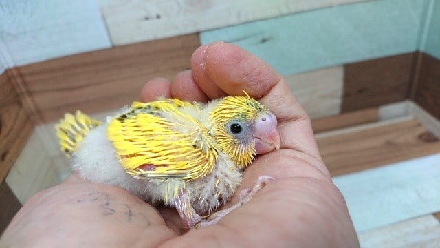 ご飯アピール、ｽﾃｷです☆　セキセイインコ（ハルクィン）～