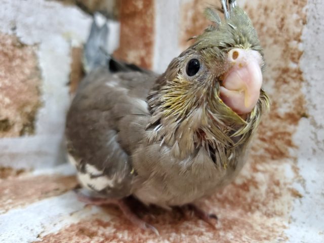 久しぶり？並オカメインコ！