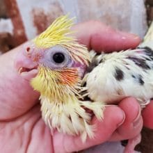 白多めかな？パイドオカメインコ！