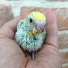 華やかなコ！セキセイインコ　(レインボー）～～