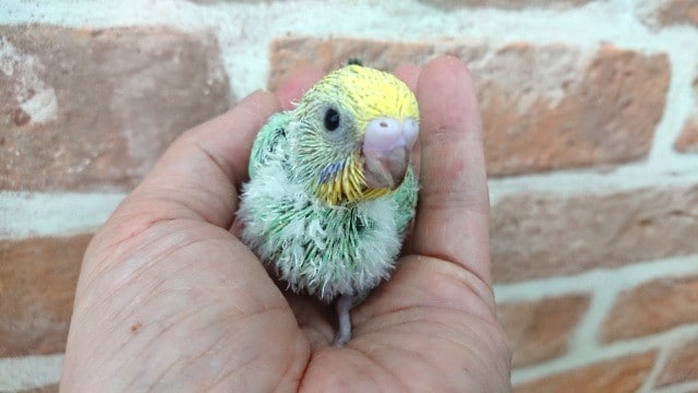 華やかなコ！セキセイインコ　(レインボー）～～