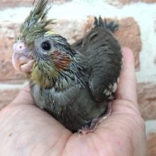 笑顔にやられましょー　オカメインコ（ノーマル）！