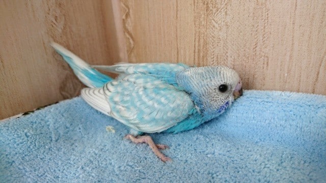 むっちりバディで　ｽﾃｷ！セキセイインコ（スパングル）