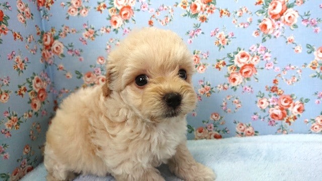 もっこもこのＭＩＸわんこ！（マルチーズｘトイプードル）きましたっ