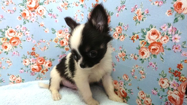 遊ぶの好きです！チワワ～～