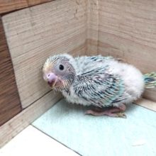 人気です！セキセイインコ（パステルレインボー）
