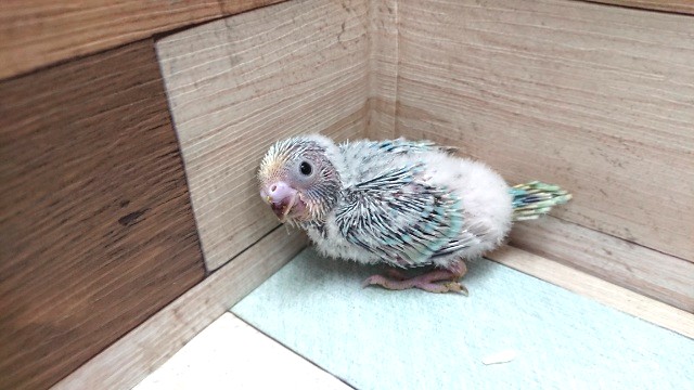 人気です！セキセイインコ（パステルレインボー）