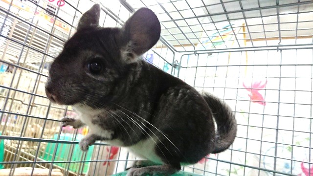 チンチラ（グレー）女のコ、入荷しました！