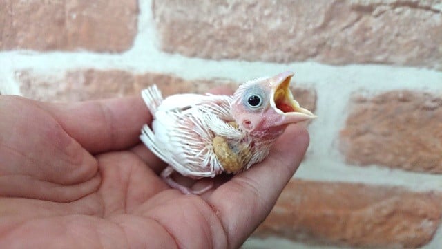 そろそろ入荷がぁ。。。貴重です！白文鳥！！！