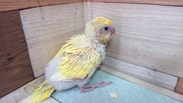 セキセイインコ　クリーム系のレアなカラーでｺﾞｻﾞｲﾏｽ！