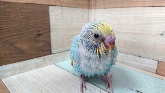 夏らしく「ラムネからー」　のセキセイインコ（レインボーパイド）～