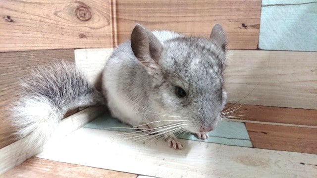 おっとりマイペース♪チンチラ（パイドくん）きましたっ