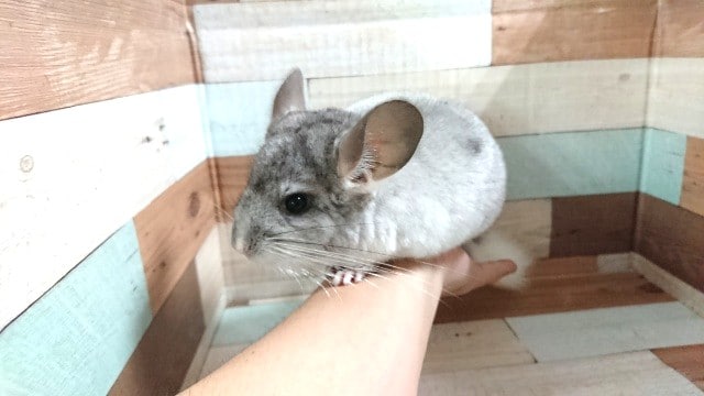 背中のスポットが目印です！元気いっぱい　チンチラ（パイドさん）～～