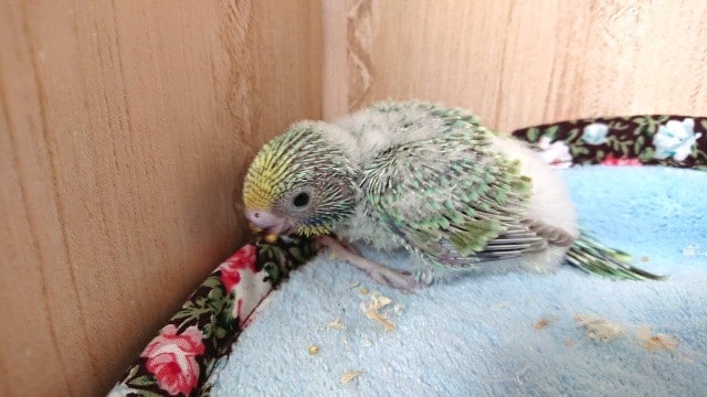 食べるの大好き！セキセイインコ（パステルレインボー）～～