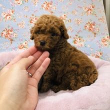 またまたトイプードルくんが入舎しましたよ～♪