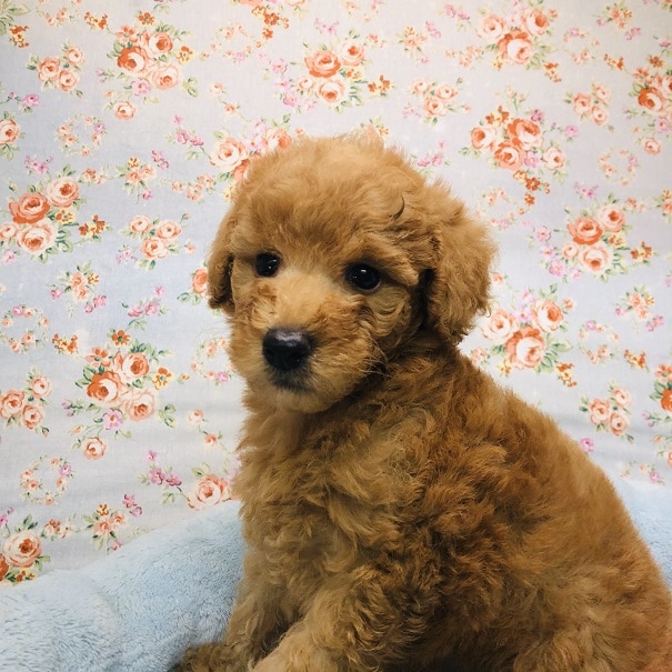 甘ったれトイプードルくんが来ました♪