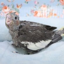 根強い人気！オカメインコ“ノーマル”のひな　2020.7/2撮影