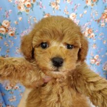 男らしい！？人気のトイプードルくん♡