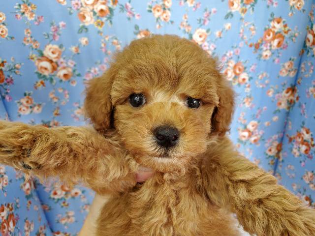 男らしい！？人気のトイプードルくん♡