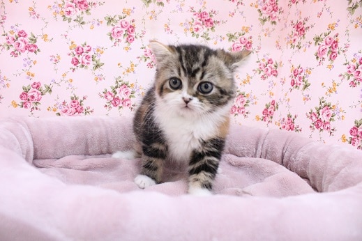 主張が強いお顔!?スコティッシュフォールドの女のコ 2020.7/28撮影