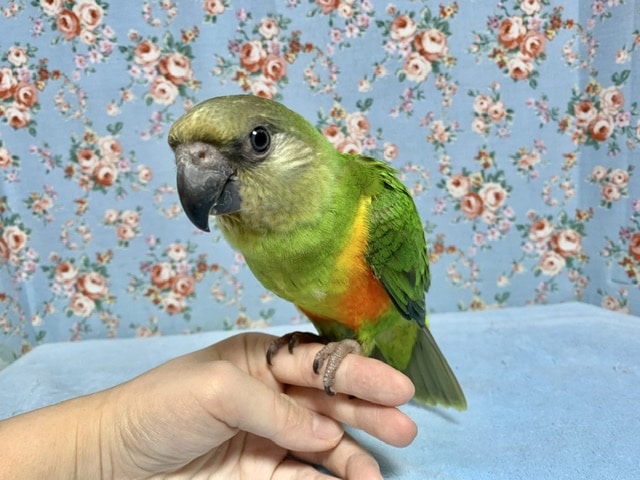 手乗り  セネガルパロット(ネズミガシラハネナガインコ)  7月7日