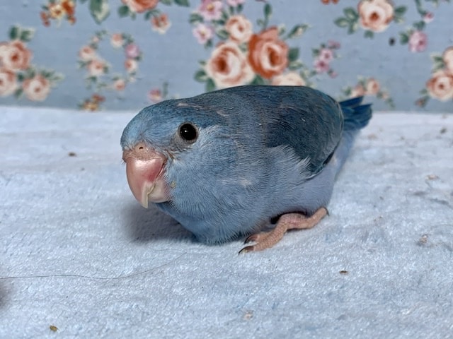 手乗りマメルリハ コバルトバイオレット 女の子 7月26日