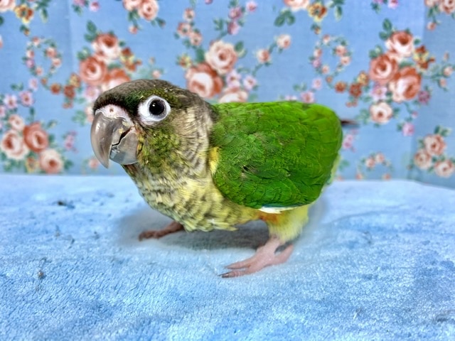 手乗りウロコインコ ワキコガネ 7月29日