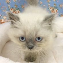 ヒマラヤン（ブルーポイント）男の子　入舎！！