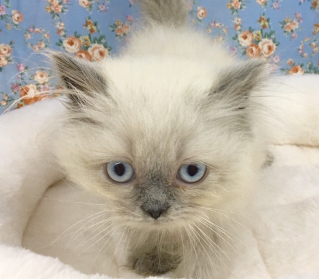 ヒマラヤン（ブルーポイント）男の子　入舎！！