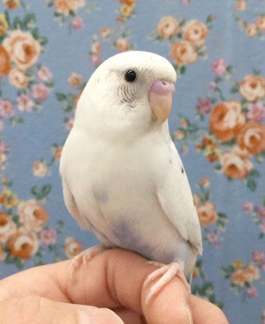 手のりのセキセイインコ　２０２０年５月生まれ