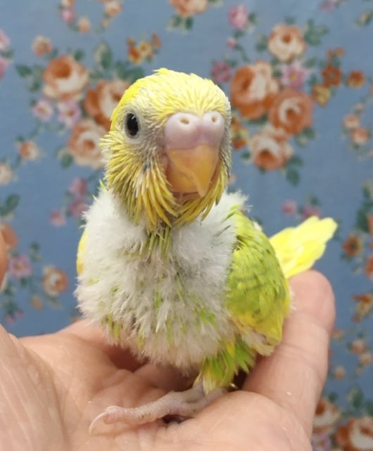 セキセイインコ（スパングルパイド）　２０２０年６月生まれ