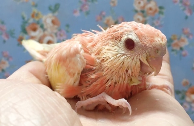 アキクサインコ（ルビノー）２０２０年６月生まれ