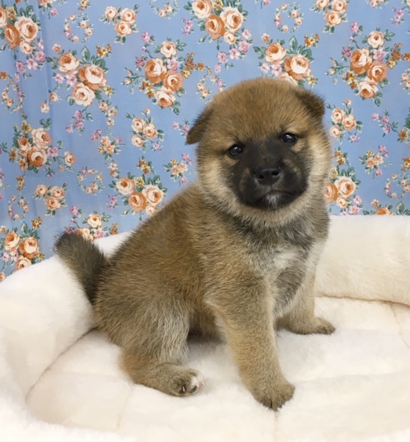 豆柴（男の子）　入舎！！