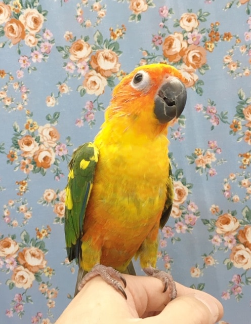 コガネメキシコインコ　２０２０年３月生まれ