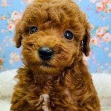 とても色が濃いレッドトイプードル♪