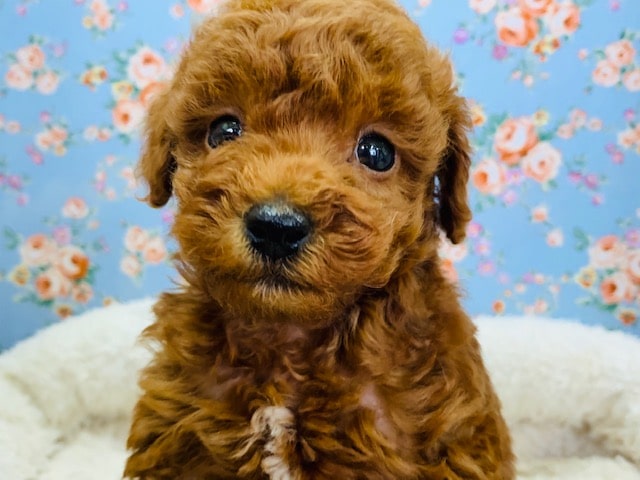 とても色が濃いレッドトイプードル♪