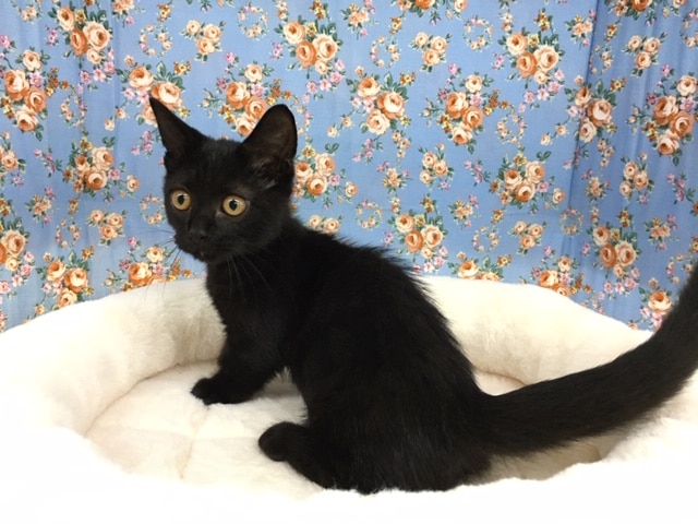 マンチカン（ブラック）男の子　入舎！！