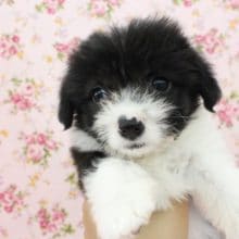 激レア組み合わせ！ビション×コーギーMIX・女の子！