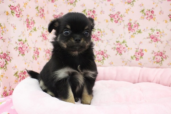 ムッチリコロコロ！チワワ・女の子！