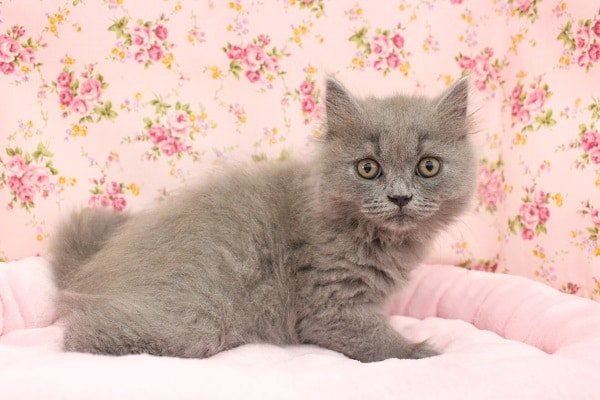 毛量多めのモッフモフ！ブリティッシュ・女の子！