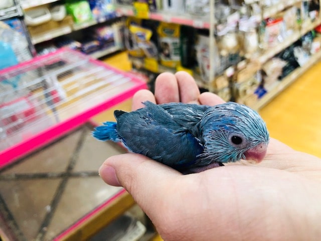 綺麗なカラー　マメルリハインコ　ブルー男の子　ヒナ入舎！！