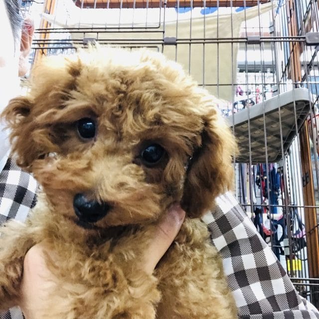 芸の練習中♪トイプードルくんの最新動画更新！