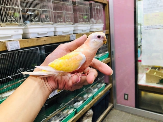 人気のアキクサインコ　ルビノー　入舎だよ！！！