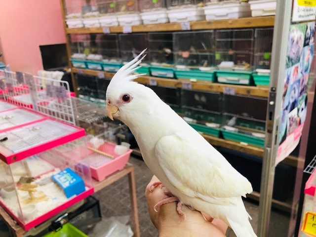 真っ白のオカメインコ　入舎してます。