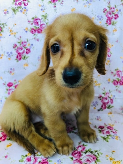 癒されること間違いなし！おっとり顔なダックスいます♪