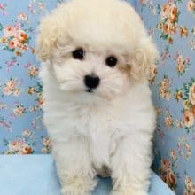 もこもこトイプードルがやってきました♡